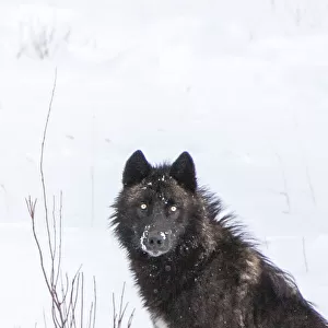 Portrait of a black wolf sitting in a snow covered field, YNP, USA