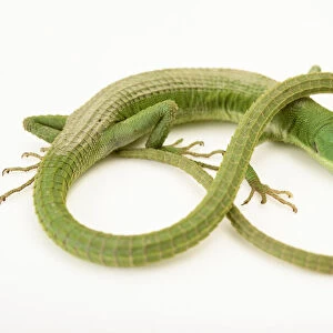 Portrait of a green grass lizard