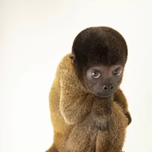 Portrait of a Peruvian woolly monkey