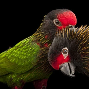 Portrait of two Yellow-streaked lories