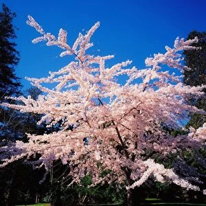 Powerscourt Gardens, Powerscourt Estate, Co Wicklow, Ireland, Tree In Blossom
