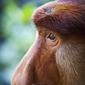 Proboscis monkey (nasalis larvatus); Borneo