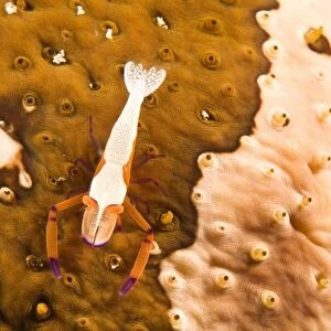Puerto Galera, Philippines, South East Asia; Cleaner Shrimp On A Sea Cucumber
