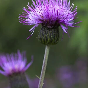 A Purple Flower; Northumberland, England