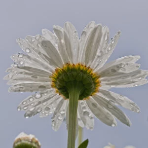 Raindrops Cling To Daisy Petals; Astoria, Oregon, United States Of America