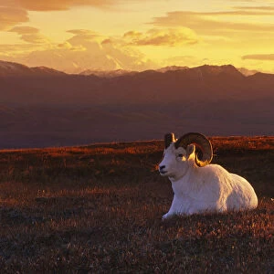 Ram Dall Sheep At Sunset In Front Of Mckinley Denali Np