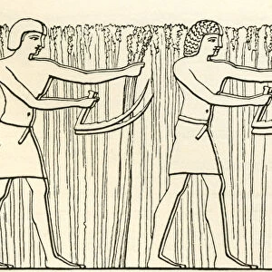 Reaping In Ancient Egypt. From The Imperial Bible Dictionary, Published 1889