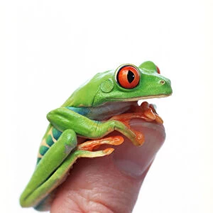 Red-Eyed Tree Frog (Agalychnis Callidryas)