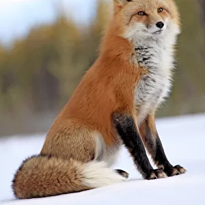 Red Fox In Snow, Yukon