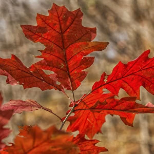 Red Oak Leaves In Autumn; Strathroy, Ontario, Canada