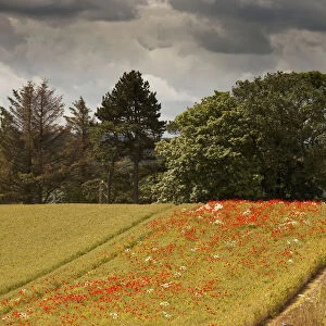 Red wildflowers growing in a strip of a field; Northumberland england