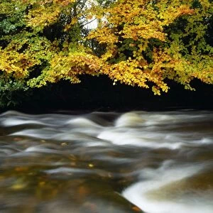 River Camcor, Co Offaly, Ireland