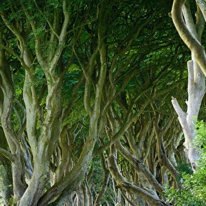 A road leads through the dark hedges, a row of beech trees in Northern Ireland, U. K