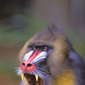 Roaring mandrill baboon; Florida united states of america
