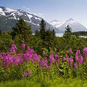 Scenic View Of Bard Peak And The Kenai Mountains In Portage Valley With Fireweed In The Foreground, Southcentral Alaska, USA