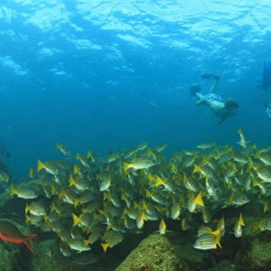 A School Of Fish Underwater And Two Tourists Scuba Diving At Los Islotes National Marine Park Espiritu Santo Island; La Paz Baja California Mexico