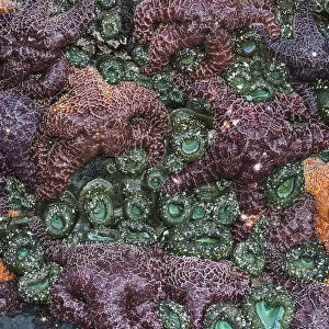 Sea Stars And Anemones Are Revealed By A Minus Tide; Cannon Beach, Oregon, United States Of America