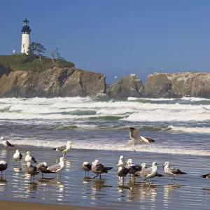 Seagulls On The Beach And Yaquina Head Lighthouse On The Oregon Coast; Oregon, Usa