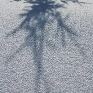 Shadow Of A Fir Tree Falls Across A Pristine Drift Of Snow, Sparkling In The Sun; Filzmoos, Austria