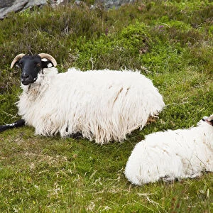 Sheep laying on the grass; Bogroad, county galway, ireland