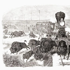 Shooting buffalo on the Kansas-Pacific Railroad line. After a work by an unidentified artist which appeared in the June 3, 1871 edition of Frank Leslies illustrated newspaper. The mass slaughter of buffalo in the USA reduced the wild herds from tens of millions to near extinction. This picture reflects the advertising of railroad companies that a passenger could "hunt by rail. "
