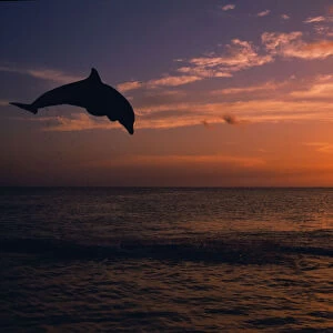 Silhouette Of Bottlenose Dolphin Leaping Over Ocean At Sunset, Caribbean Sea