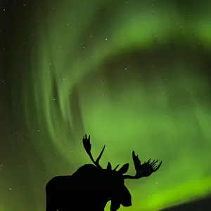 Silhouette Of Moose With Green Aurora Borealis Behind It Interior Alaska Composite