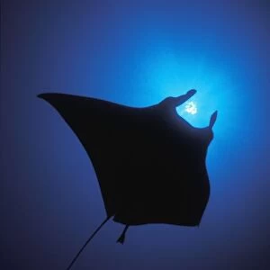Silhouette Of Sting Ray And Shaft Of Light In Blue Water