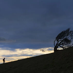 Silhouette Of Woman Walking Uphill Past Gnarled Tree Near Golden Cap On The Jurassic Coast; Seatown, Dorset, England