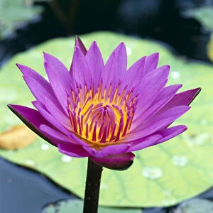 Single Water Lily Blossom On Plant, Lily Pad With Water Droplets Atop C1655