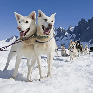 Sled Dog Team Standing On The Juneau Ice Field. / Nthe Granite Spires Of Mendenhall Towers Can Been Seen In The Distance. Summer In Southeast Alaska, Digitally Altered