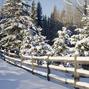 Snow-Covered Evergreens And Rustic Fence; Calgary, Alberta, Canada