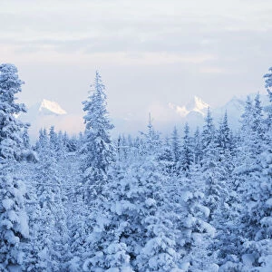 Snow Covered Forest Under A Cloudy Sky With Snow Capped Mountains In The Distance; Alaska, United States Of America