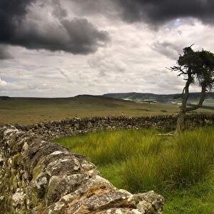 Stone Fence And Tree With Storm Clouds, Yorkshire, England