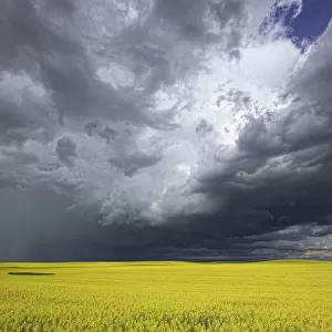 Storm Clouds Gather Over A Sunlit Canola Field In Southern Alberta; Alberta, Canada
