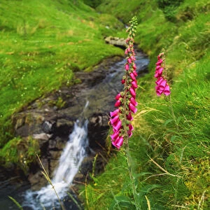 Stream And Foxgloves In The Slieve Mish Mountains, Co Kerry, Ireland
