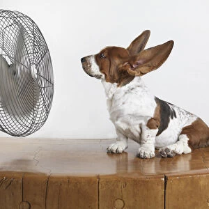 Studio Shot Of A Basset Hound With Fan Blowing Its Ears Up