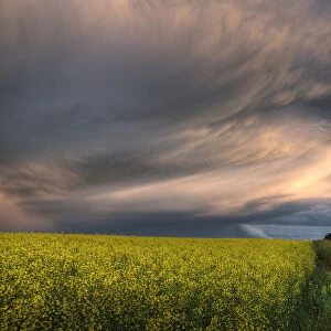 Summer Evening Storm Blowing Over Ripe Canola Fields, Central Alberta