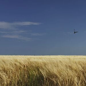 A Swallow Flying Low Over A Barley Field In East Cork In Munster Region; Ballycotton, County Cork Ireland