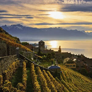 Switzerland, Lavaux Unesco World Heritage region, Vineyards; Saint-Saphorin