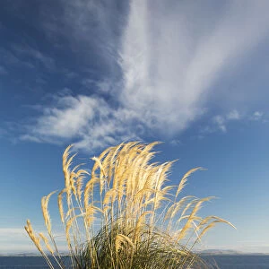 Tall grasses growing at the waters edge; Dumfries and galloway scotland