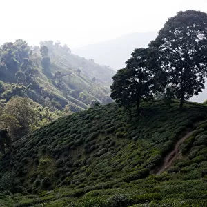 Tea plants cover the mountainside in the Ilam district of Nepal