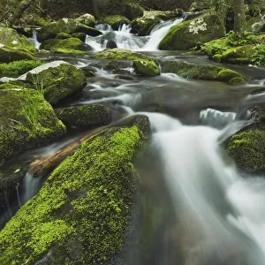 Tennessee, United States Of America; Moss Covered Rocks And Boulders In The Roaring Fork Of The Great Smoky Mountains National Park