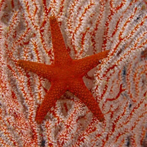 Thailand, Sea Star Aka Starfish (Fromia Indica) Gorgonian Coral Red And White