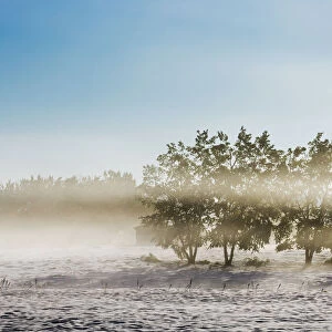 Four Trees With Leaves In A Foggy Snow Covered Field With Hazy Blue Sky; Alberta, Canada