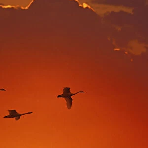 Trumpeter swans (cygnus buccinator) flying at sunset; Alaska united states of america
