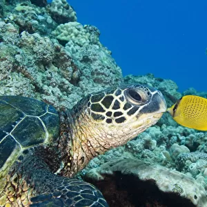 USA, Green Sea Turtle (Chelonia Mydas) Endangered Species And Butterfly Fish; Hawaii Islands
