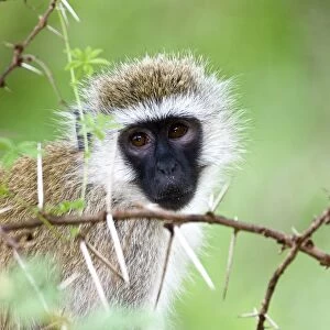 Vervet Monkey (Chlorocebus Pygerythrus)