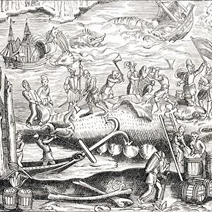 Whale Fishing. After Woodcut In Cosmographie Universelle Of Thevet Published 1574