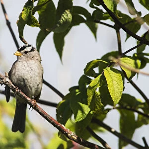 A White-Crowned Sparrow (Zonotrichia Leucophrys) Perches In A Tree; Astoria, Oregon, United States Of America